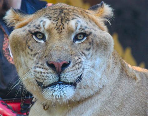 127 best images about LIGER on Pinterest | Hercules, Cats and Golden tiger