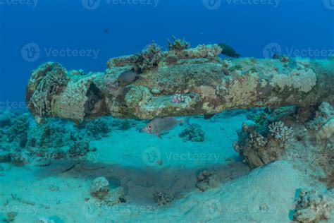 Coral reef and water plants in the Red Sea, Eilat Israel 3080794 Stock Photo at Vecteezy