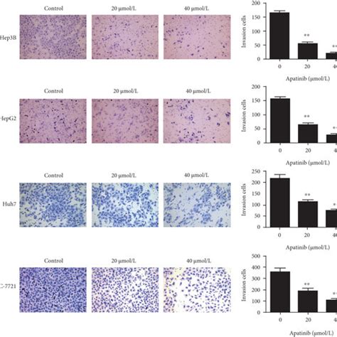 Apatinib Inhibits The Invasion Of Hepg Hep B Huh And Smmc