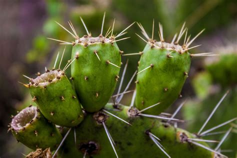 Diferencia Entre Cactus Y Nopal Huerto En Casa