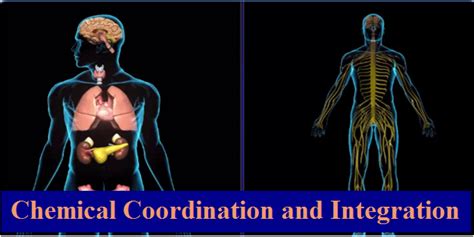 Class Chemical Coordination And Integration Ncert Solutions