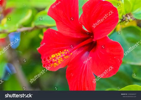 Red Hibiskus Flower Green Bokeh On Stock Photo Shutterstock