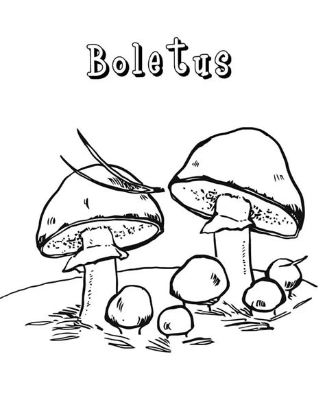 Boletus Mushrooms Färbung Seite Kostenlose druckbare Malvorlagen für