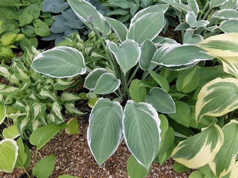 Hosta Tom Schmid - Stafford Lake