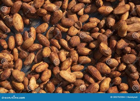 Cocoa Beans Or Cacao Beans Being Dried On A Drying Platform After