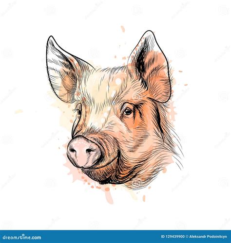 Portrait Of A Pig Head Chinese Zodiac Sign Year Of Pig Vector