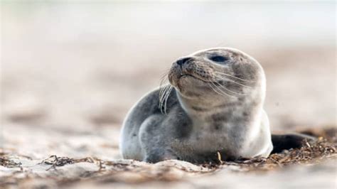 Baby Seal Has Most Curious Reaction to Seeing Human Hair for the First Time - SkyAboveUs News