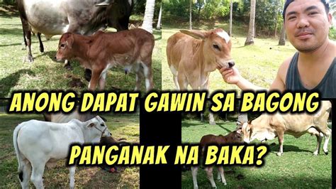 Mga Dapat Gawin Sa Bagong Panganak Na Baka Cattle Farm YouTube