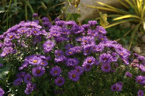 Aster Novae Angliae Purple Dome Aster Herfstaster Bloemenpark