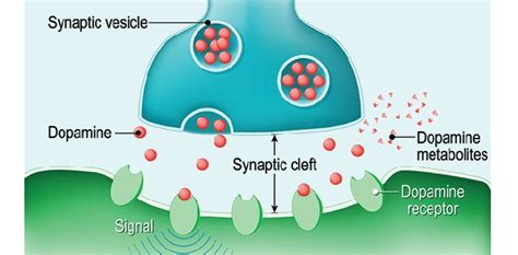 Dopamine's Dual Role in Brain Health and Cognitive Function - Very Big Brain