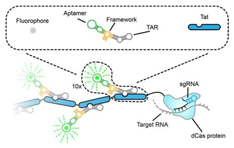 Biosensors Free Full Text A Crispr Cas And Tat Peptide With