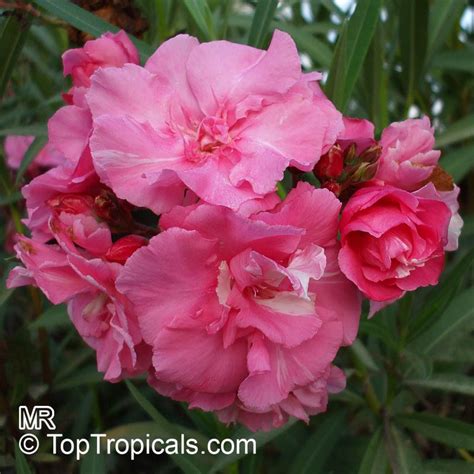 Nerium oleander, Oleander - TopTropicals.com
