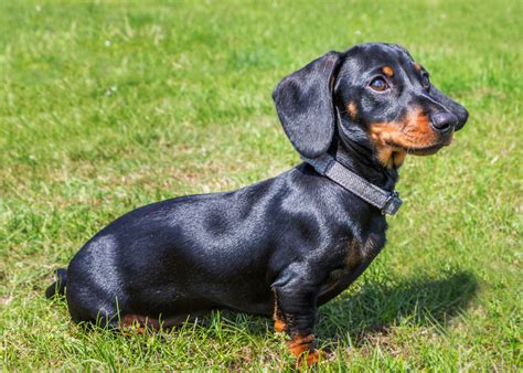 Dachshund Conhe A Esta Ra A De C Es E As Suas Carater Sticas