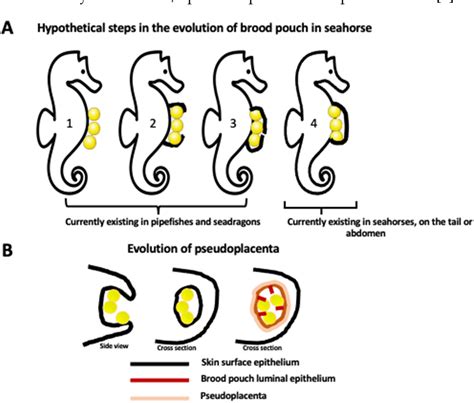 Figure 1 From Seahorse Male Pregnancy As A Model System To Study