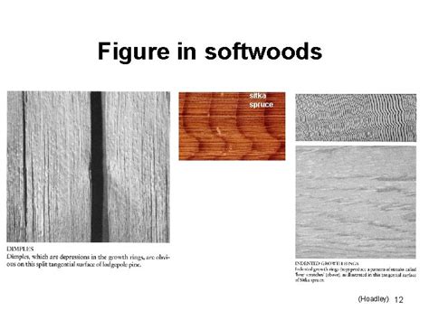 Wood Macroscopic Wood Anatomy Features Figure Grain