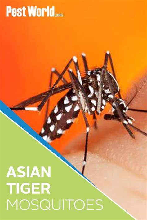 The Asian Tiger Mosquito Is An Exotic Species That Gets Its Name From