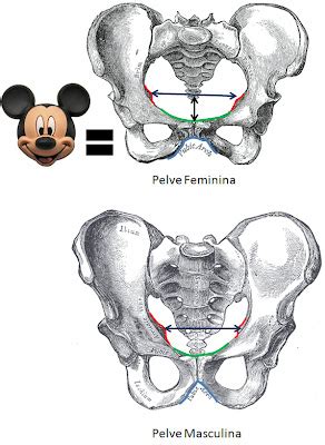 FAQBIO Apoio Ao Estudo De Biologia Como Saber O Sexo De Um Esqueleto