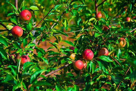 Apple Tree Varieties: Characteristics and Flavors - Farmer Planting