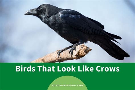 25 Birds That Look Like Crows Sonoma Birding