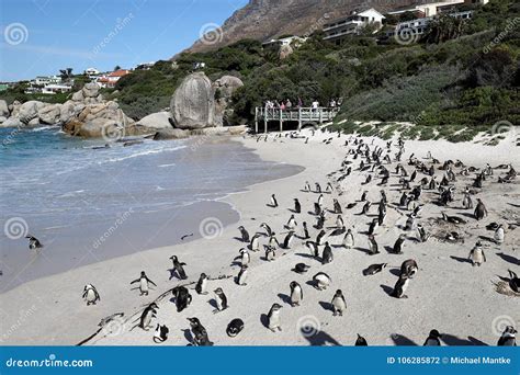 Penguins Colony on Boulders Beach, Simon`s Town Near Cape Town, South