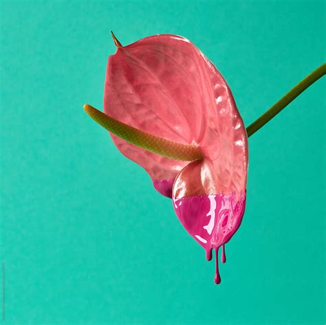 Anthurium Flower Painted With Pink Paint Isolated On A Green