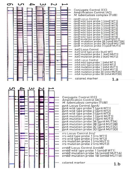 A Examples Of Genotypemtdbr Plus Strips Hain Lifescience Nehren