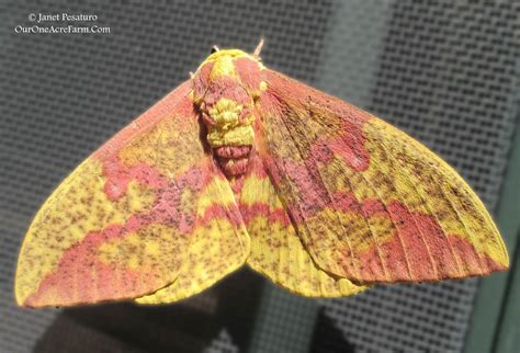 Giant Silk Moths And Their Decline