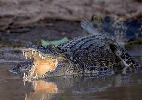 Saltwater Crocodiles Wildfoto