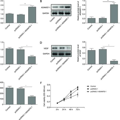 Overexpression Of ADAMTS 1 Repressed VEGF Expression And Inhibited A549