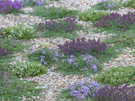 10 Couvre Sols Persistants Qu Il Faut Avoir Dans Son Jardin Jardins