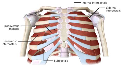 Chest Wall: Anatomy | Concise Medical Knowledge