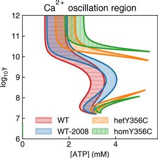 Calcium Oscillation Region In Wild Type And K Atp Mutant Cells For Wt