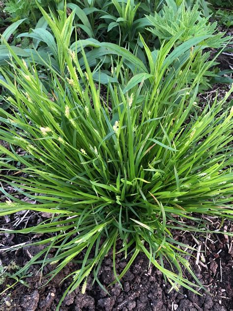 Carex Blanda Picturethis