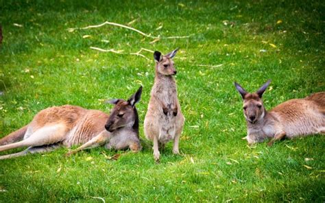 Kangaroo Marsupial Wallpapers Hd Desktop And Mobile Backgrounds