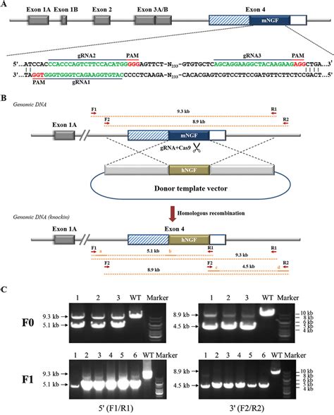 CRISPR Cas9 Mediated Editing Of NGF Gene In Mice A Schematic