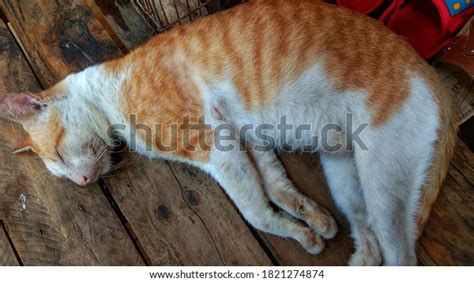 Cat Sleeping Soundly On Porch House Stock Photo Shutterstock