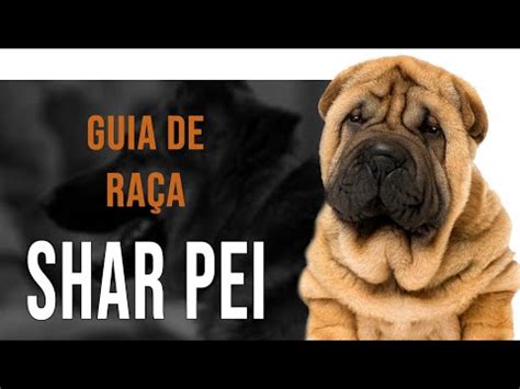 Descubre El Fascinante Temperamento Del Shar Pei Todo Lo Que Necesitas