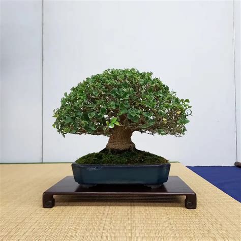 Chinese Hackberry Bonsai Celtis Sinensis Easy Care Techniques