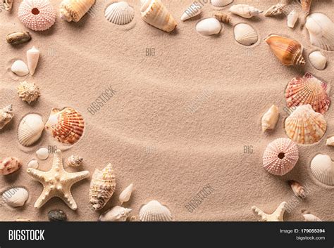 Sea Shells Starfish On Image And Photo Free Trial Bigstock