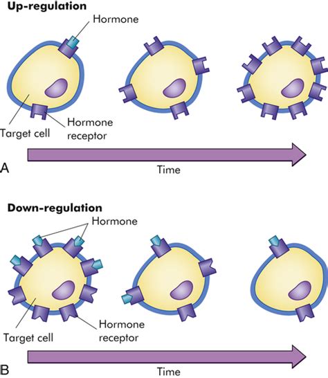 Mechanisms Of Hormonal Regulation Basicmedical Key