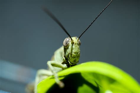 Do Grasshoppers Bite Dangerous Are Their Bites Harmful