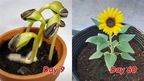 How To Plant A Sunflower Back Gardener