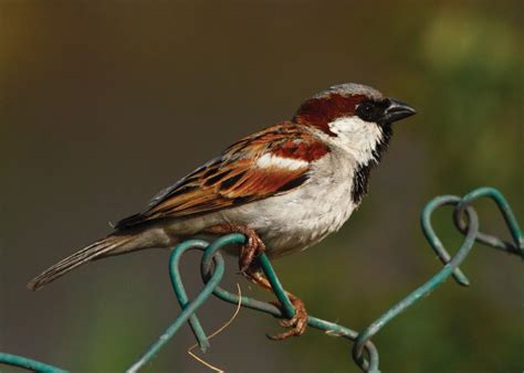 House Sparrow – Fundamatics