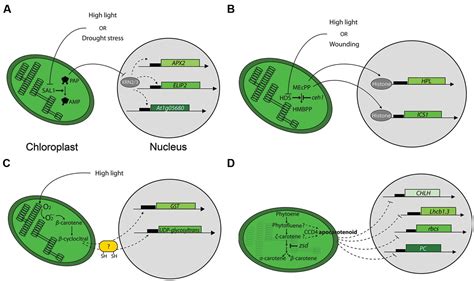 Frontiers Chloroplast Signaling Within Between And Beyond Cells