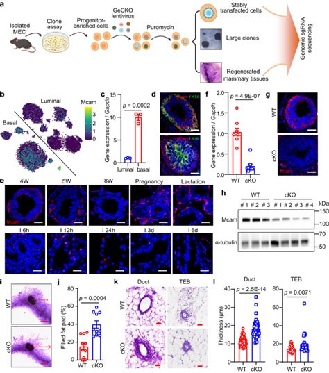 Mcam Inhibits Macrophage Mediated Development Of Mammary Gland Through