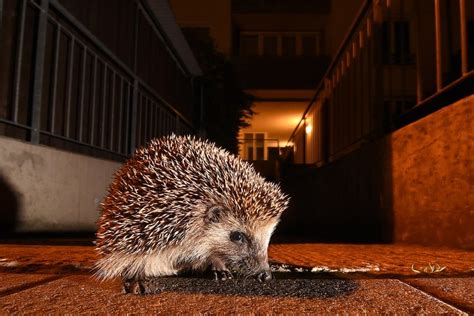 Naturdetektive F R Kinder Naturdetektive De Tierfotograf Im