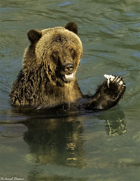 Dsc Orford River Grizzly Bear Eating Tasty Salmon Fi Flickr