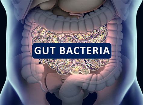 Gut bacteria , gut flora, microbiome. Bacteria inside the small ...