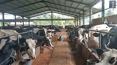 Populasi Sapi Potong Capai 62 409 Ekor Dinas Peternakan Jombang