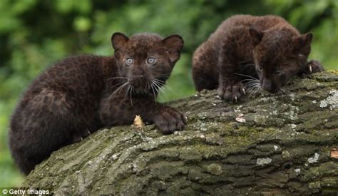 Unveiling the Beauty: Rare Black Jaguar Cubs Take Center Stage at ...